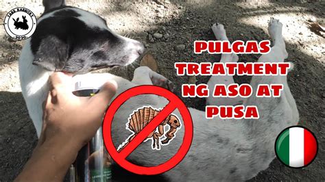 Home remedy for pulgas ng aso